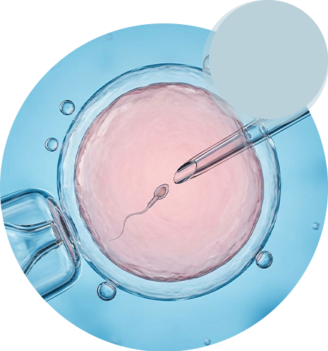 Fertilité